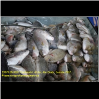 29575 05 0057 Fischmarkt, Al Ain, Abu Dhabi, Emirate 2017.jpg